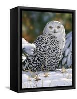 Snowy Owl-William Vanderdasson-Framed Stretched Canvas