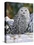 Snowy Owl-William Vanderdasson-Stretched Canvas