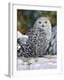 Snowy Owl-William Vanderdasson-Framed Giclee Print