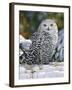 Snowy Owl-William Vanderdasson-Framed Giclee Print