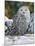 Snowy Owl-William Vanderdasson-Mounted Giclee Print