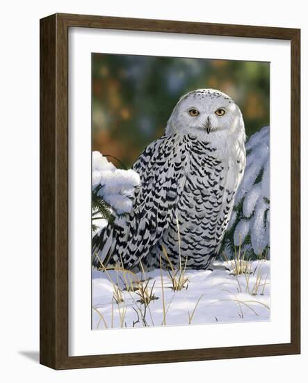 Snowy Owl-William Vanderdasson-Framed Giclee Print