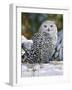 Snowy Owl-William Vanderdasson-Framed Giclee Print