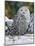 Snowy Owl-William Vanderdasson-Mounted Giclee Print