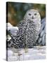 Snowy Owl-William Vanderdasson-Stretched Canvas