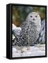 Snowy Owl-William Vanderdasson-Framed Stretched Canvas