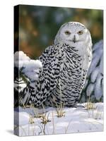 Snowy Owl-William Vanderdasson-Stretched Canvas