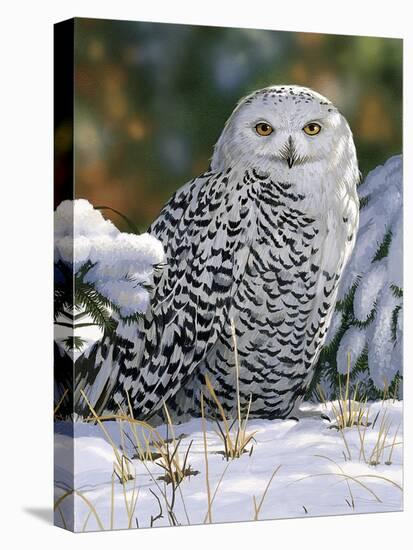 Snowy Owl-William Vanderdasson-Stretched Canvas