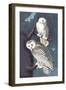 Snowy Owl-John James Audubon-Framed Art Print