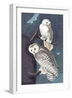 Snowy Owl-John James Audubon-Framed Art Print