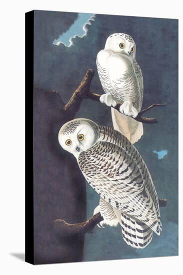 Snowy Owl-John James Audubon-Stretched Canvas