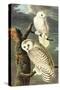 Snowy Owl-John James Audubon-Stretched Canvas