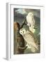 Snowy Owl-John James Audubon-Framed Art Print