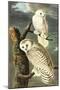 Snowy Owl-John James Audubon-Mounted Art Print