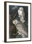 Snowy Owl-John James Audubon-Framed Art Print