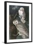 Snowy Owl-John James Audubon-Framed Art Print