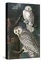 Snowy Owl-John James Audubon-Stretched Canvas