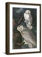 Snowy Owl-John James Audubon-Framed Art Print