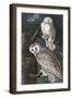 Snowy Owl-John James Audubon-Framed Art Print