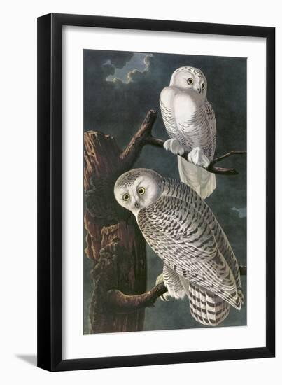 Snowy Owl-John James Audubon-Framed Art Print