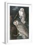 Snowy Owl-John James Audubon-Framed Art Print