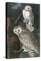 Snowy Owl-John James Audubon-Stretched Canvas