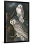 Snowy Owl-John James Audubon-Framed Art Print