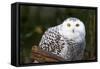 Snowy Owl-Lantern Press-Framed Stretched Canvas