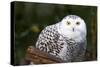 Snowy Owl-Lantern Press-Stretched Canvas