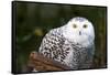 Snowy Owl-Lantern Press-Framed Stretched Canvas