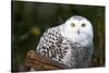 Snowy Owl-Lantern Press-Stretched Canvas