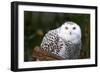 Snowy Owl-Lantern Press-Framed Art Print