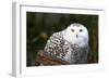 Snowy Owl-Lantern Press-Framed Art Print