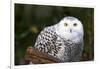 Snowy Owl-Lantern Press-Framed Art Print