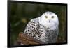 Snowy Owl-Lantern Press-Framed Art Print