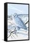 Snowy Owl-Lantern Press-Framed Stretched Canvas