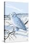 Snowy Owl-Lantern Press-Stretched Canvas