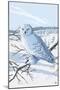 Snowy Owl-Lantern Press-Mounted Art Print