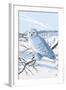 Snowy Owl-Lantern Press-Framed Art Print