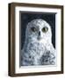 Snowy Owl-Jamin Still-Framed Giclee Print