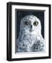 Snowy Owl-Jamin Still-Framed Giclee Print