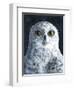 Snowy Owl-Jamin Still-Framed Giclee Print