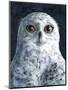 Snowy Owl-Jamin Still-Mounted Giclee Print