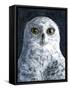 Snowy Owl-Jamin Still-Framed Stretched Canvas