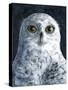 Snowy Owl-Jamin Still-Stretched Canvas