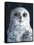 Snowy Owl-Jamin Still-Framed Stretched Canvas