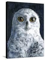 Snowy Owl-Jamin Still-Stretched Canvas
