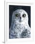 Snowy Owl-Jamin Still-Framed Giclee Print