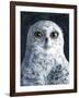 Snowy Owl-Jamin Still-Framed Giclee Print