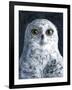 Snowy Owl-Jamin Still-Framed Giclee Print